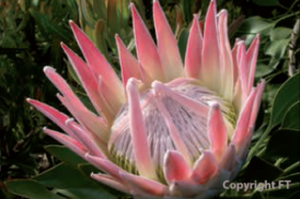 Protea Pink King (Suikerbos)