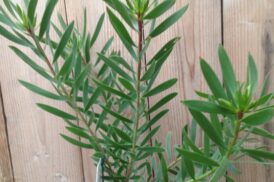 Leucadendron Inka Gold