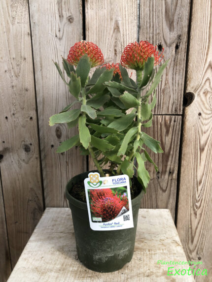 Leucospermum Red Velvet – Bild 2