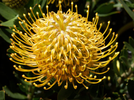 Leucospermum Carnaval Jaune