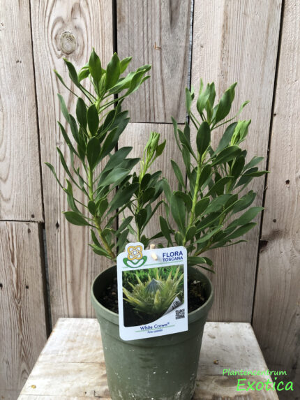 Protea Couronne Blanche – Image 4