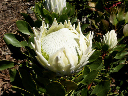 Protea White King