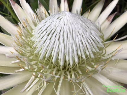 Protea White King – Image 4