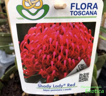 Telopea Shady Lady Rot – Bild 2