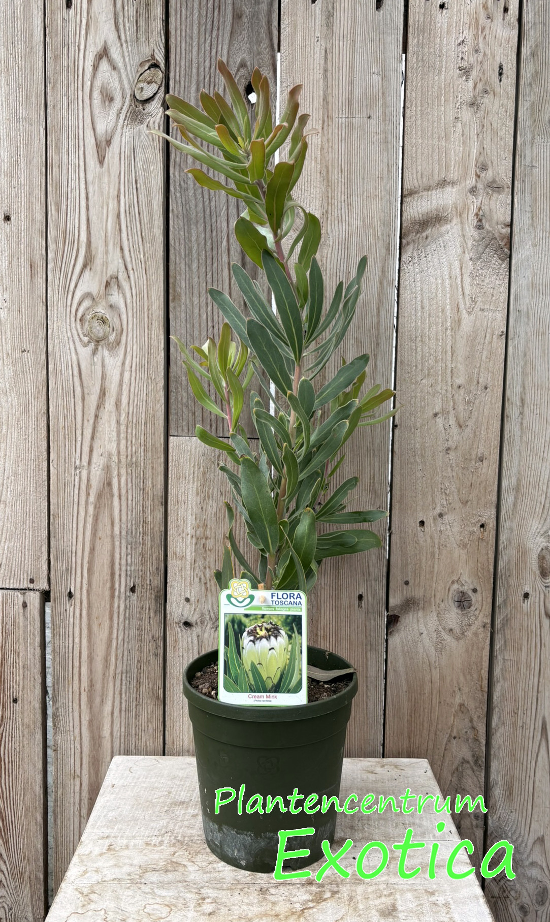 Protea neriifolia Cream Mink - Afbeelding 2