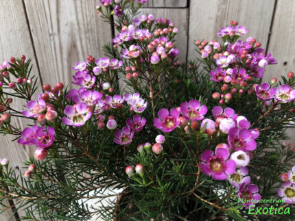 Chamelaucium Nina's Delight