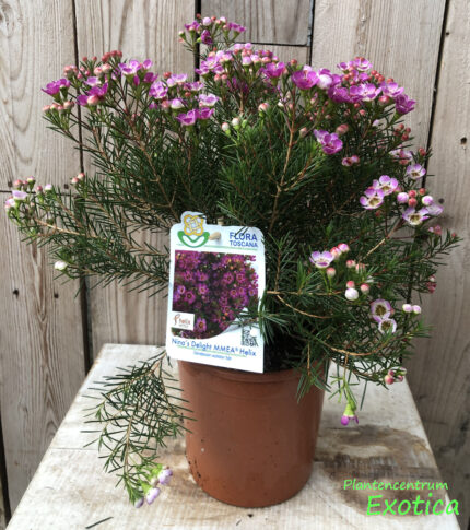 Chamelaucium Nina's Delight - Image 4
