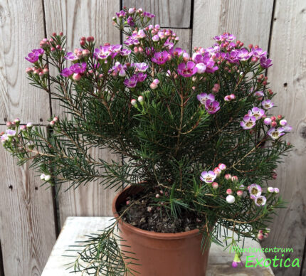 Chamelaucium Nina's Delight - Image 5