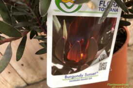 Leucadendron Burgund Sonnenuntergang
