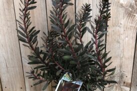 Leucadendron Burgund Sonnenuntergang