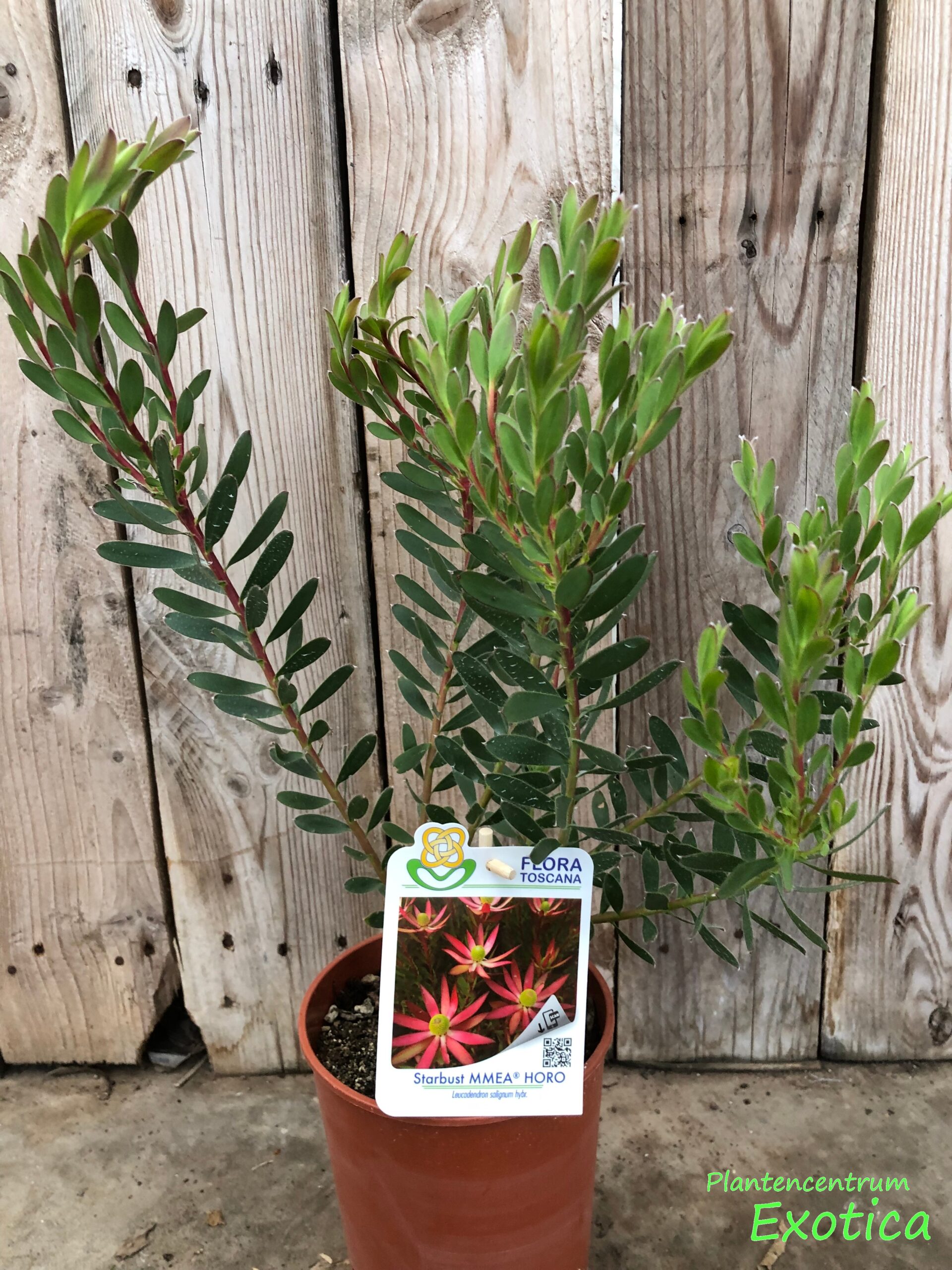 Leucadendron Starburst - Afbeelding 2