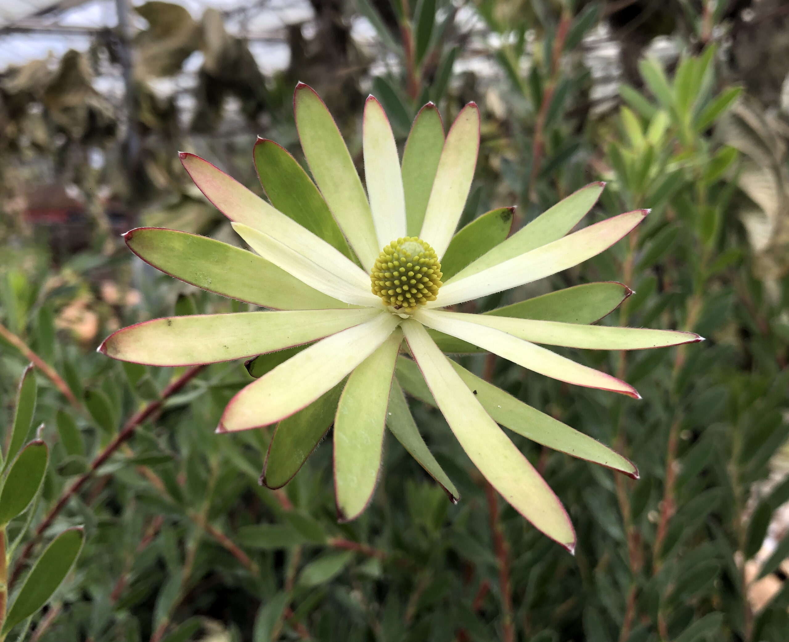 Leucadendron Starburst - Afbeelding 3