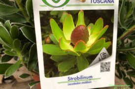 Leucadendron Strobilinum