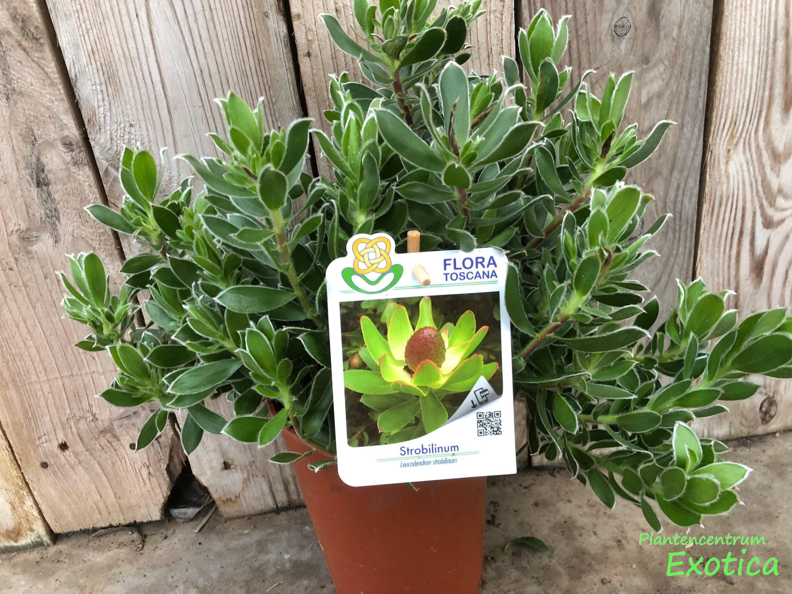 Leucadendron Strobilinum - Afbeelding 2