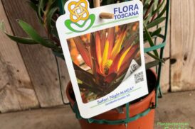Leucadendron Safari Nacht