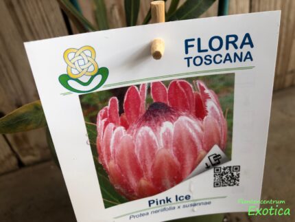 Protea Pink Ice