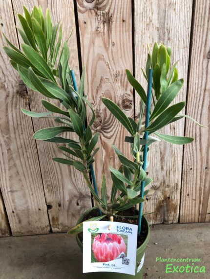 Protea Pink Ice – Image 2