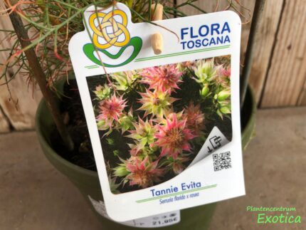 Serruria Tannie Evita