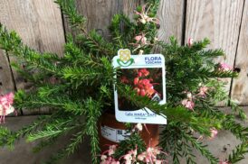 Grevillea Celia