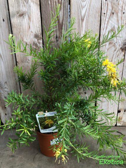 Grevillea Eureka – Bild 2