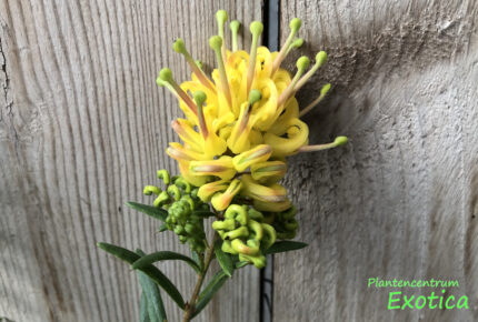 Grevillea Eureka – Bild 3