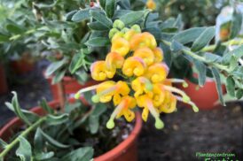 Grevillea Gold Touch