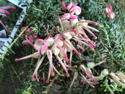 Grevillea Pepito