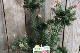 Grevillea Winterwunder