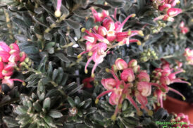 Grevillea Winterwunder