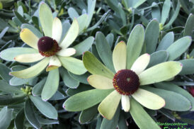 Leucadendron Afrikanische Überraschung