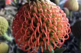 Leucospermum Anusha