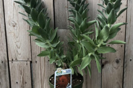 Leucospermum Anusha