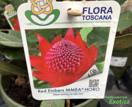 Telopea Rote Glut – Bild 3