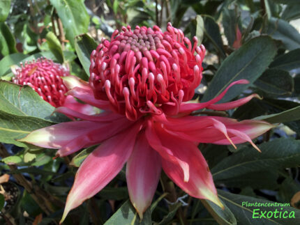 Telopea Rote Glut – Bild 4