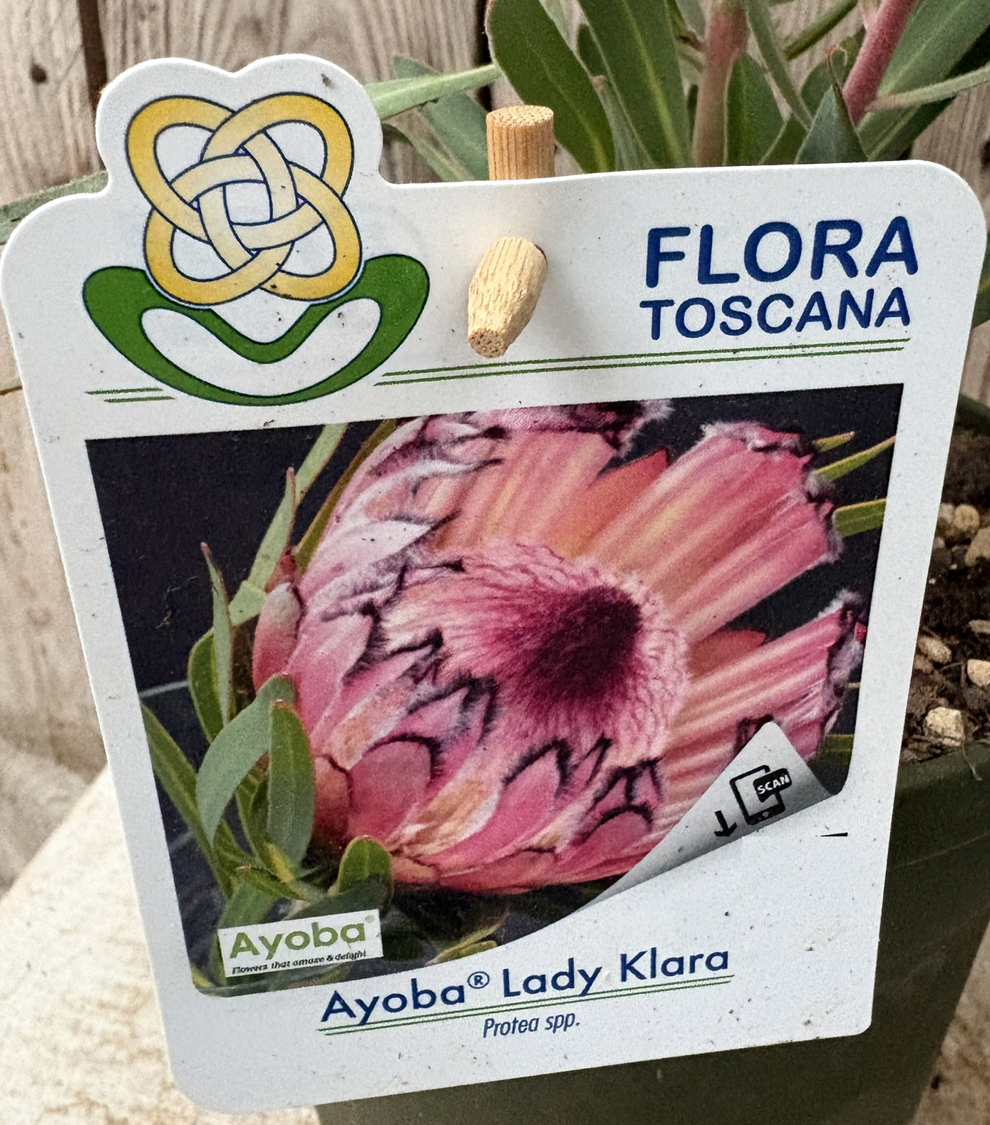 Dame Protea Klara