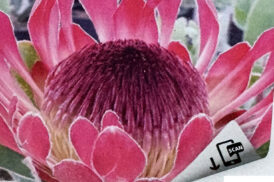 Cardinal Protea (eximia x susannae)