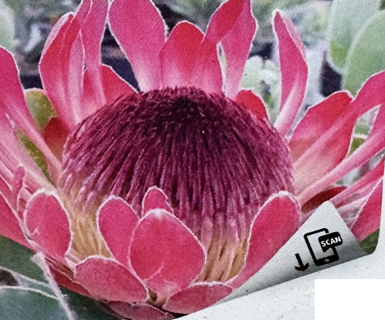 Cardinal Protea (eximia x susannae)