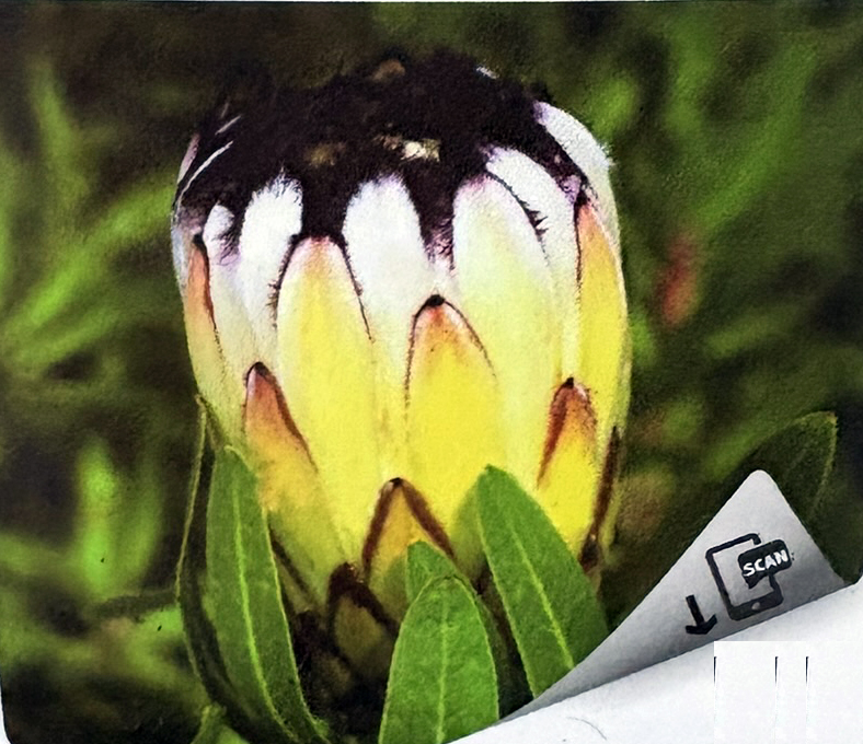 Crème Protea neriifolia