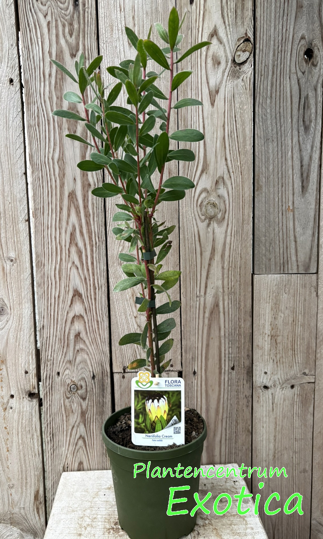 Protea neriifolia Cream – Bild 2
