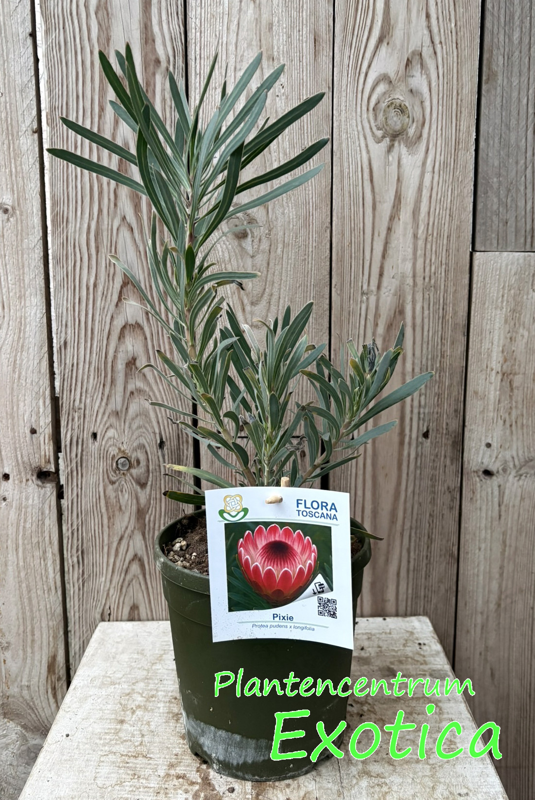 Protea Pixie (pudens x longifolia) - Image 2