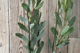 Protea caffra Weißer Rubin