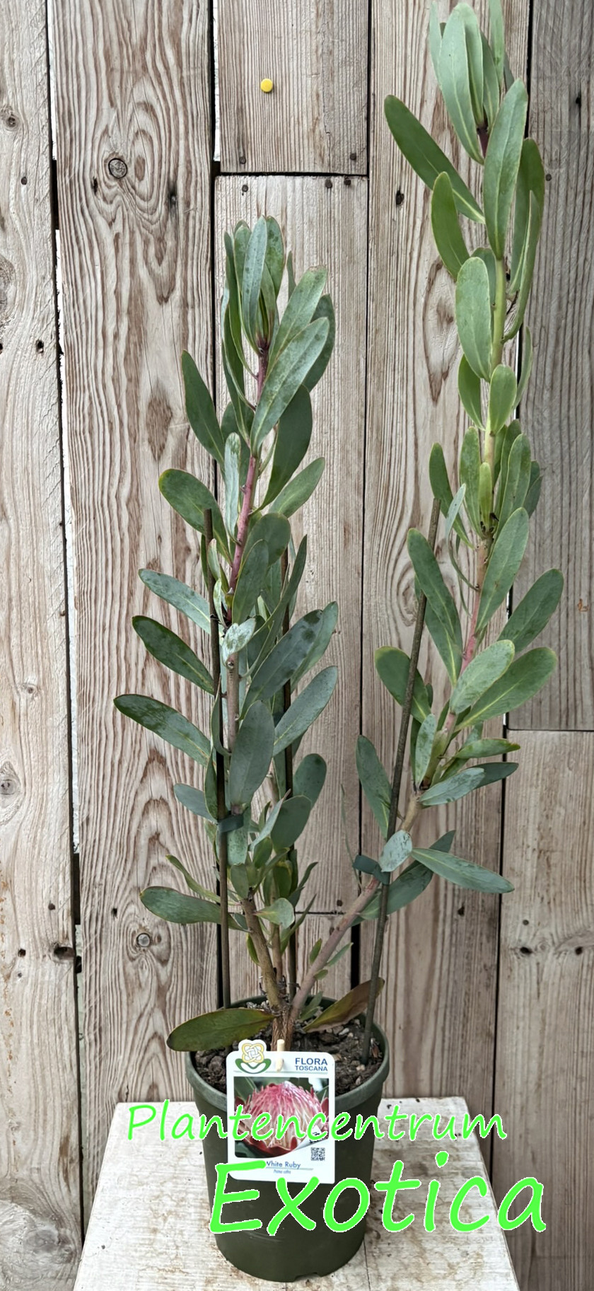 Protea caffra White Ruby - Afbeelding 2