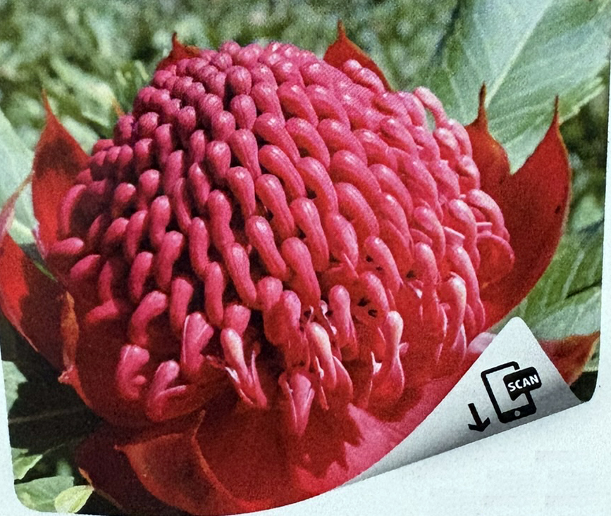 Feu de l’Aube de Telopée (speciosissima)