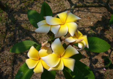 Plumeria Rubra Grace