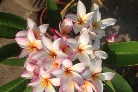 Plumeria Rubra Sally Moragne