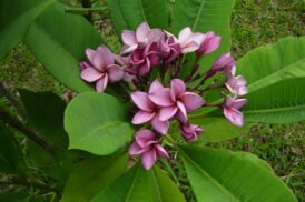 Plumeria Purple Jack