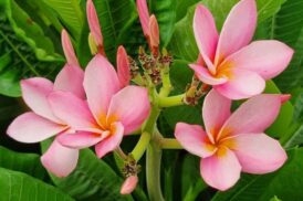 Plumeria rubra Chompoo Voir Nuan