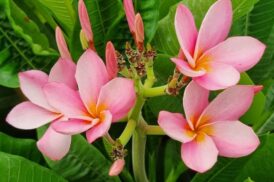 Plumeria Rubra Chompoo See Nuan