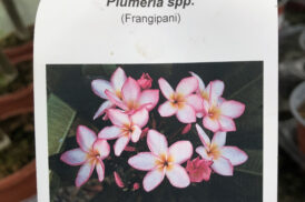 Plumeria Rubra Chompoo See Nuan