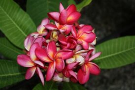 Plumeria Rubra Duke